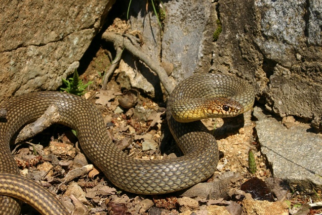 haragossiklo03