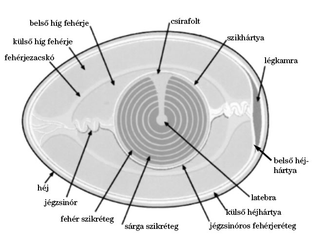 03_tojas_szerkezete