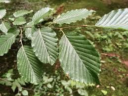 honap ajanlata marcius 05