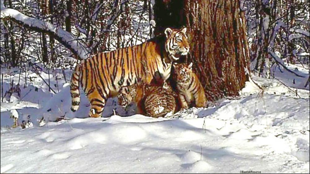 honap 2 tigris kicsikkel