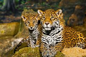 honap 5 jaguar