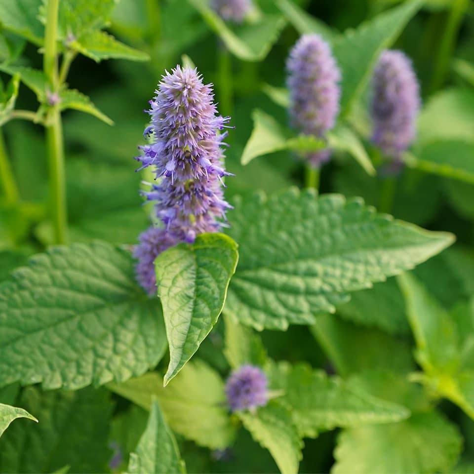 honap ajanlata 3 menta viraga