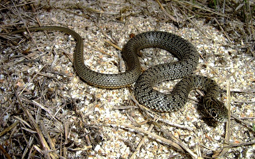 honap ajanlata 6 fiatal haragossiklo