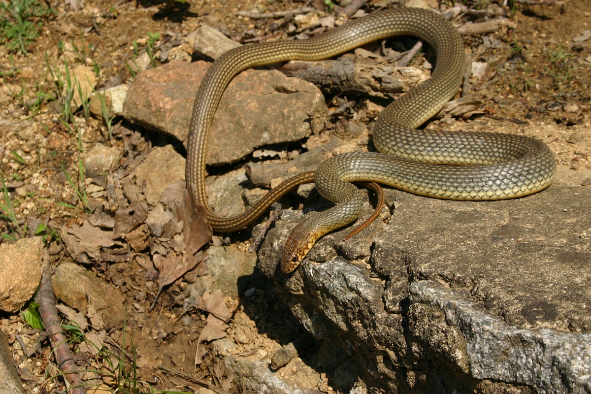 honap ajanlata 7 haragossiklo