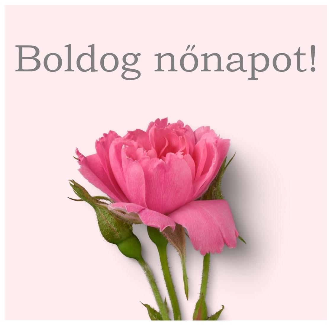 jeles napok 4 nőnap