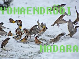 2015. év képei - Gyomaendrődi madarak