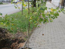 okn_gyomaendrodon_2019_23