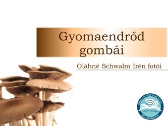 gyomaendrod gombai olahne schwalm iren